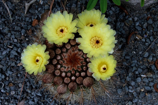 Image of Notocactus schlosseri |Juniper Level Botanic Gdn, NC|