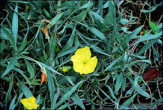 Image of Oenothera fremontii 'Lemon Silver'|North Creek Nurseries, PA|