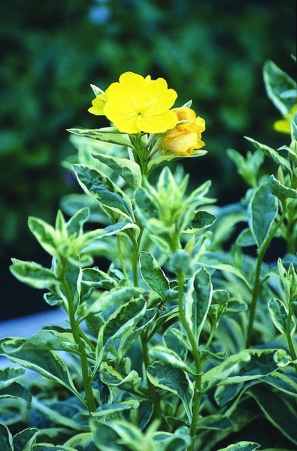 Image of Oenothera fruticosa ssp. glauca 'Fruhlingsgold'|Juniper Level Botanic Gdn, NC|JLBG