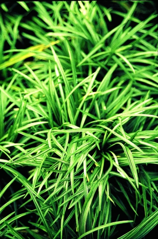 Image of Ophiopogon japonicus 'Fuiri Gyoku Ryu'|Juniper Level Botanic Gdn, NC|JLBG