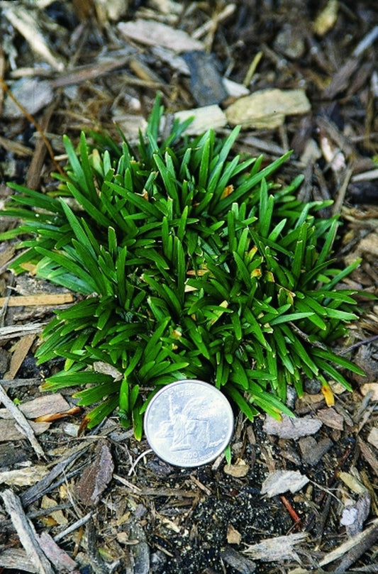 Image of Ophiopogon japonicus Super Dwarf|Juniper Level Botanic Gdn, NC|JLBG