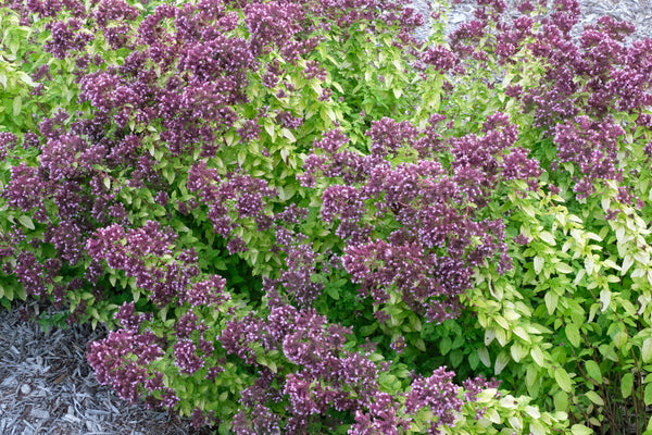 Image of Origanum 'Drops of Jupiter' PPAFtaken at Walters Gardens, MI by JLBG