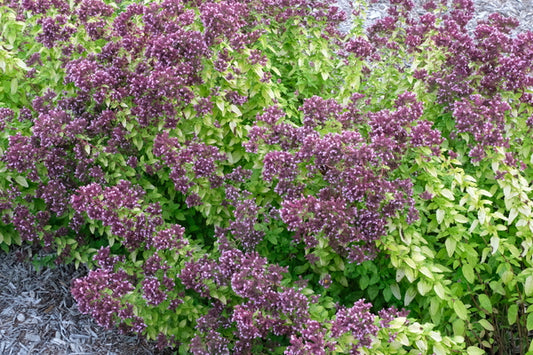 Image of Origanum 'Drops of Jupiter' PPAFtaken at Walters Gardens, MI by JLBG