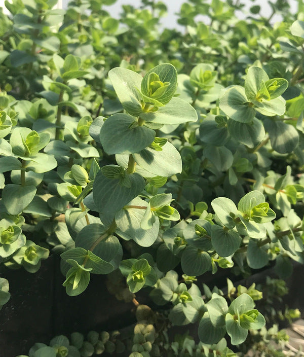 Image of Origanum 'Kent Beauty'|Juniper Level Botanic Gdn, NC|JLBG