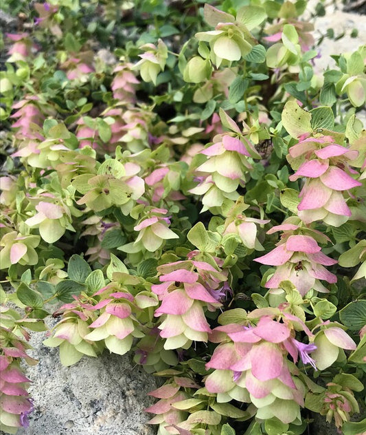 Image of Origanum 'Kent Beauty'|Juniper Level Botanic Gdn, NC|C. Hardison