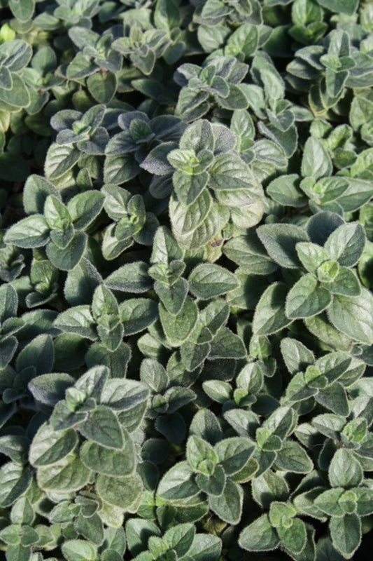Image of Origanum vulgare ssp. hirtum 'Hot and Spicy'|Juniper Level Botanic Gdn, NC|JLBG