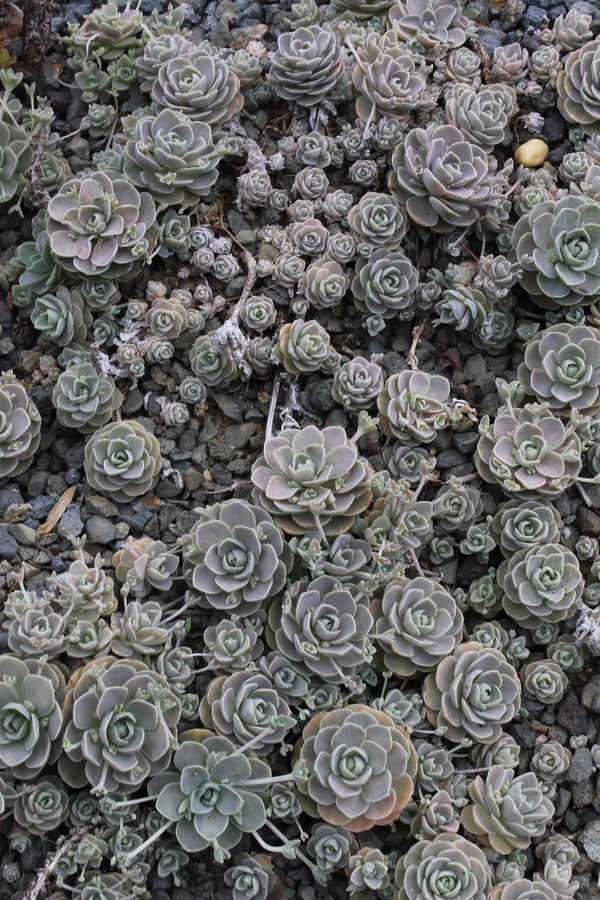 Image of Orostachys iwarengetaken at Juniper Level Botanic Gdn, NC by JLBG
