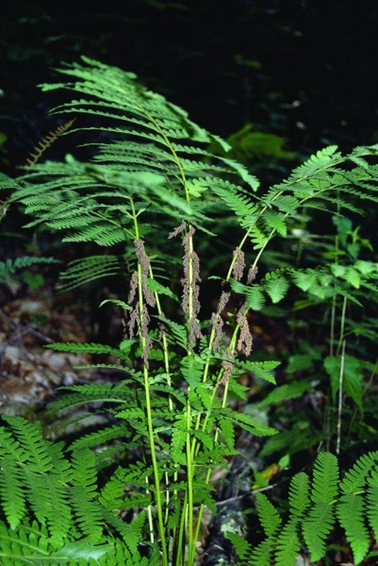 Image of Osmunda claytoniana|Eagle Creek, VA in situ|