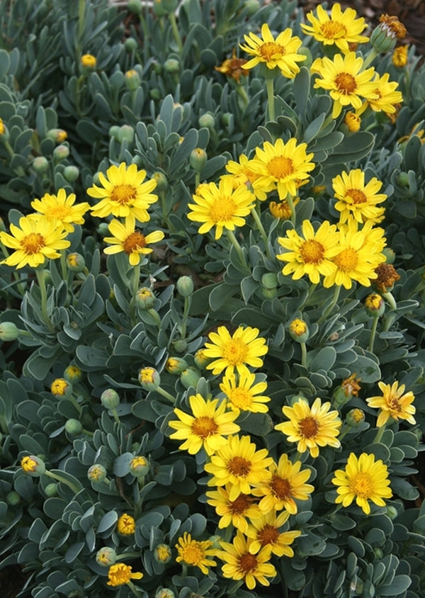 Image of Othonna cheirifolia||