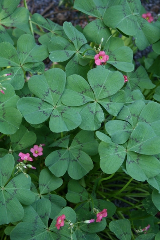 Image of Oxalis deppei 'Iron Cross Reversed'|Juniper Level Botanic Gdn, NC|JLBG