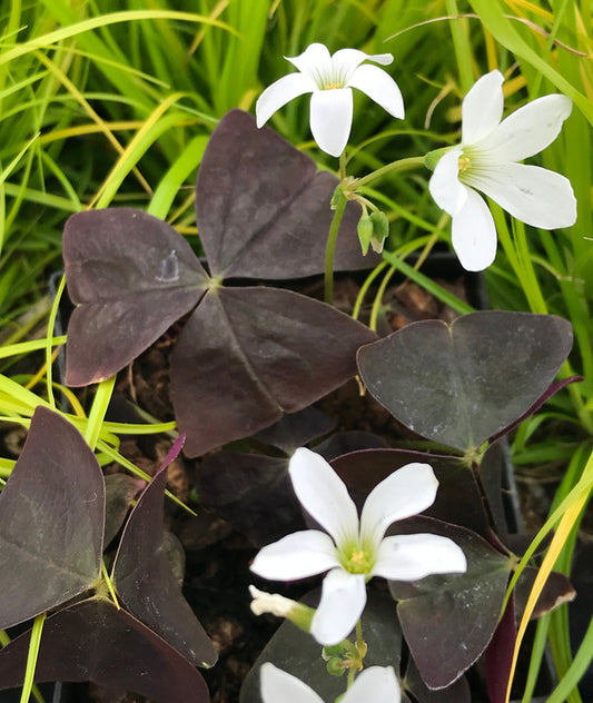 Image of Oxalis triangularis 'Black Beauty'|Juniper Level Botanic Gdn, NC|Chris Hardison