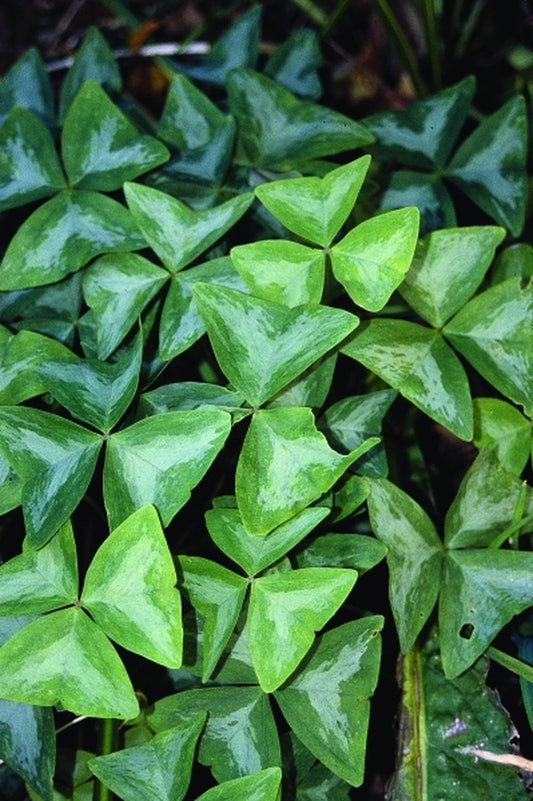 Image of Oxalis triangularis 'Fanny'|Juniper Level Botanic Gdn, NC|JLBG