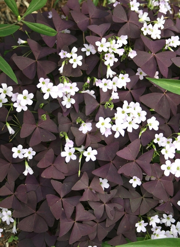 Image of Oxalis triangularis 'Francis'taken at Juniper Level Botanic Gdn, NC by JLBG