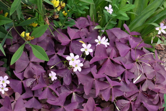 Image of Oxalis triangularis 'Francis'taken at Juniper Level Botanic Gdn, NC