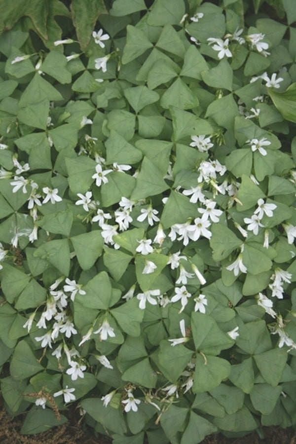 false jade plant Oxalis triangularis Jade PP 17558