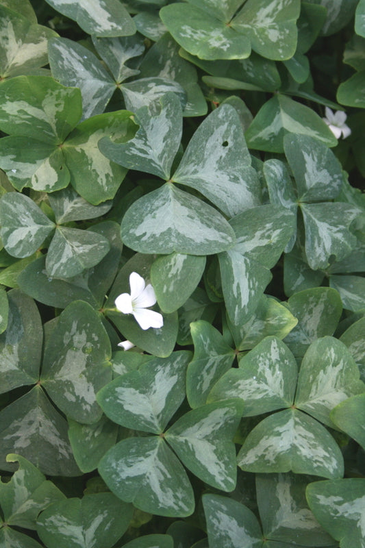 Image of Oxalis triangularis 'Silverado'|Juniper Level Botanic Gdn, NC|JLBG