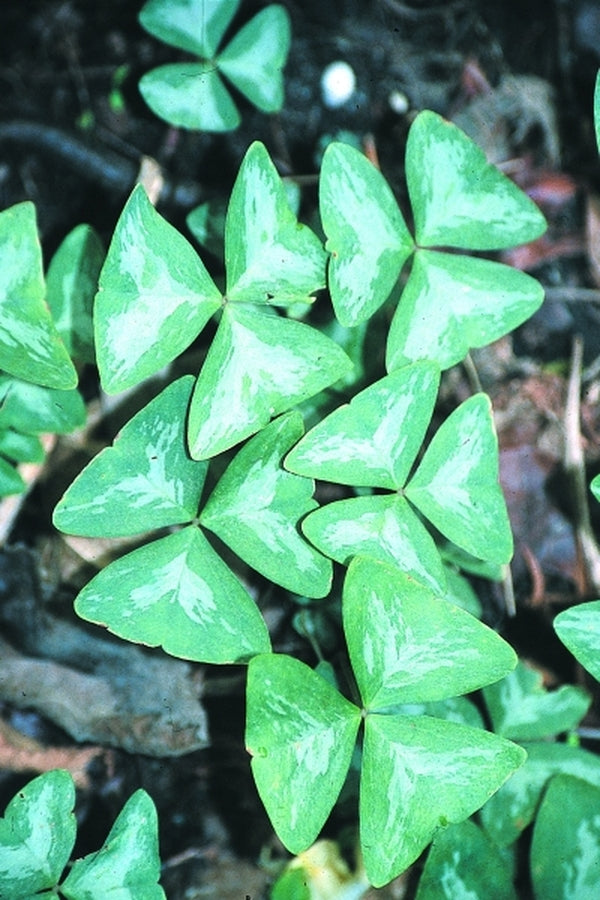 Image of Oxalis triangularis ssp. papilionacea|Juniper Level Botanic Gdn, NC|JLBG