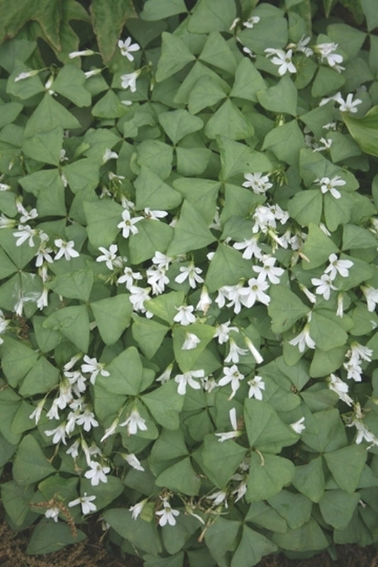 Image of Oxalis triangularis|Juniper Level Botanic Gdn, NC|JLBG