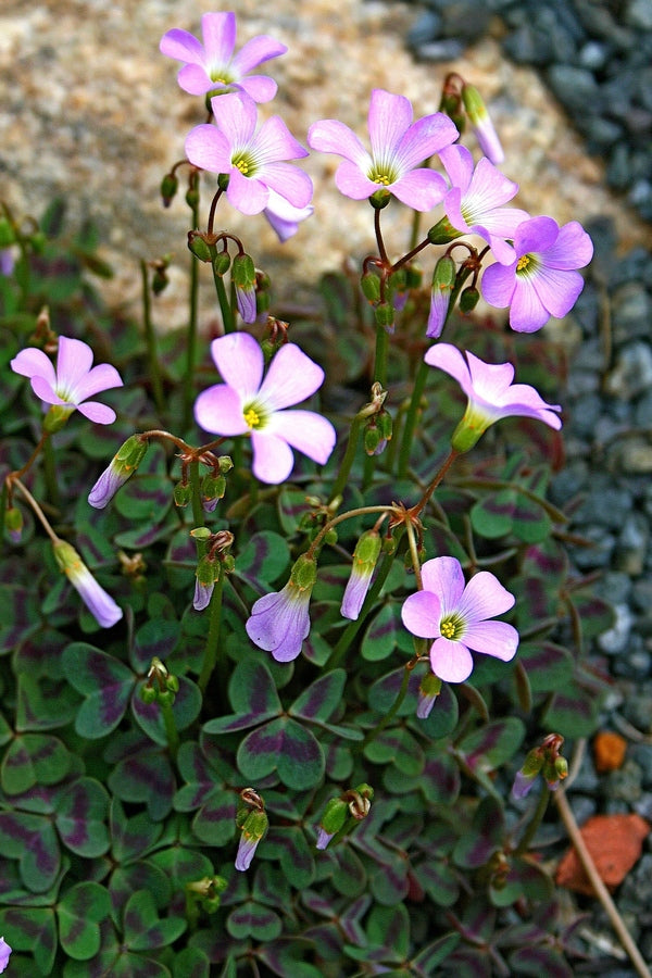 Image of Oxalis violacea 'Battle of the Bands'taken at Juniper Level Botanic Gdn, NC by JLBG