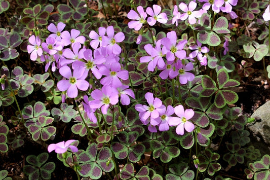 Image of Oxalis violacea 'Purple Butterfly'|Juniper Level Botanic Gdn, NC|JLBG