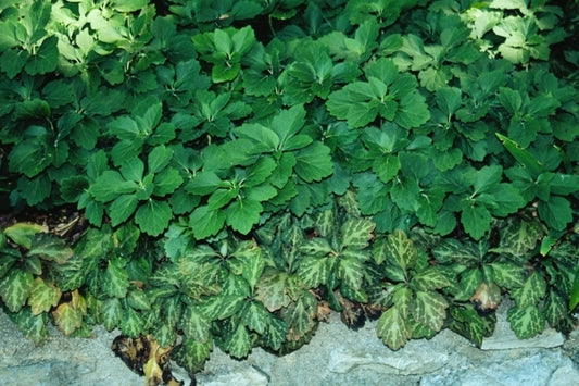 Image of Pachysandra procumbens PDN #01taken at P. James Gdn, VA