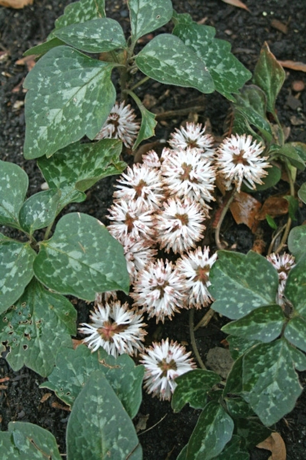 Image of Pachysandra procumbens|Juniper Level Botanic Gdn, NC|JLBG