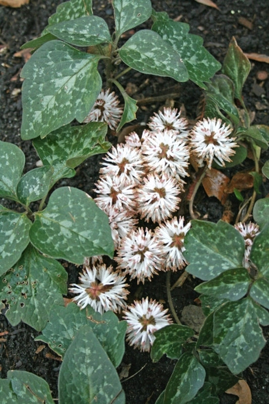 Image of Pachysandra procumbens|Juniper Level Botanic Gdn, NC|JLBG