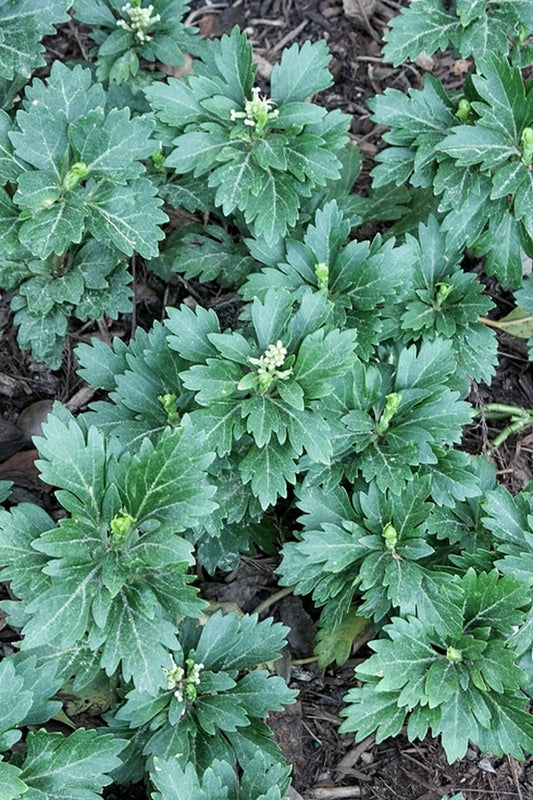 Image of Pachysandra terminalis 'Tiffany'|Juniper Level Botanic Gdn, NC|JLBG