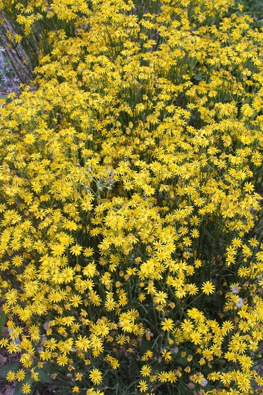 Image of Packera aurea 'Dark Shadows'|Juniper Level Botanic Gdn, NC|JLBG