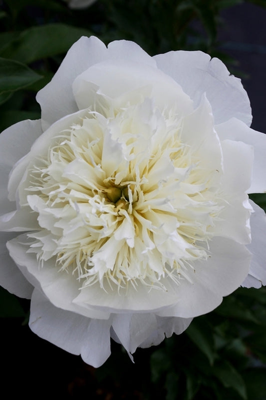 Image of Paeonia 'Bride's Dream'||