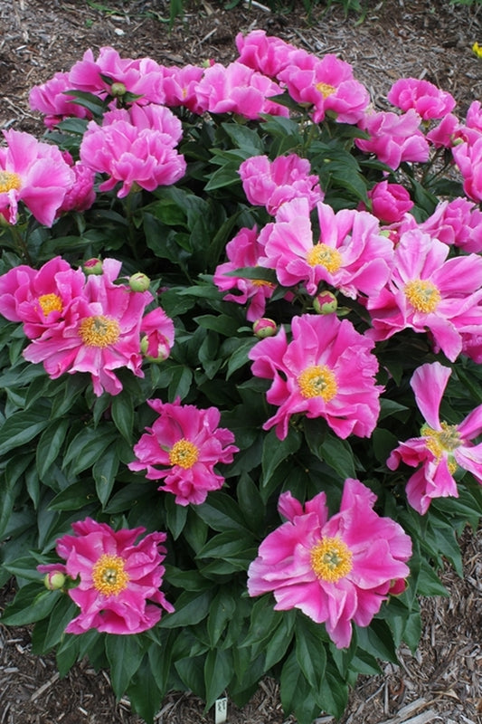 Image of Paeonia 'Foxtrot'|Juniper Level Botanic Gdn, NC|JLBG