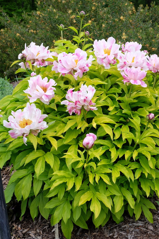 Image of Paeonia 'Golden Sunrise'|Juniper Level Botanic Gdn, NC|JLBG