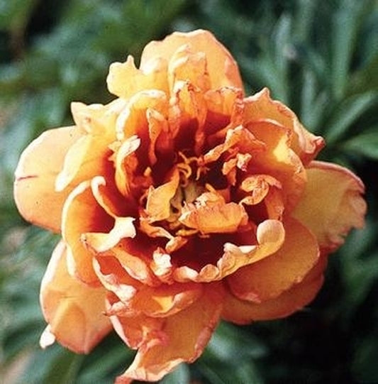 Image of Paeonia 'Kopper Kettle'|R. Anderson Gdn, WI|H. Hansen