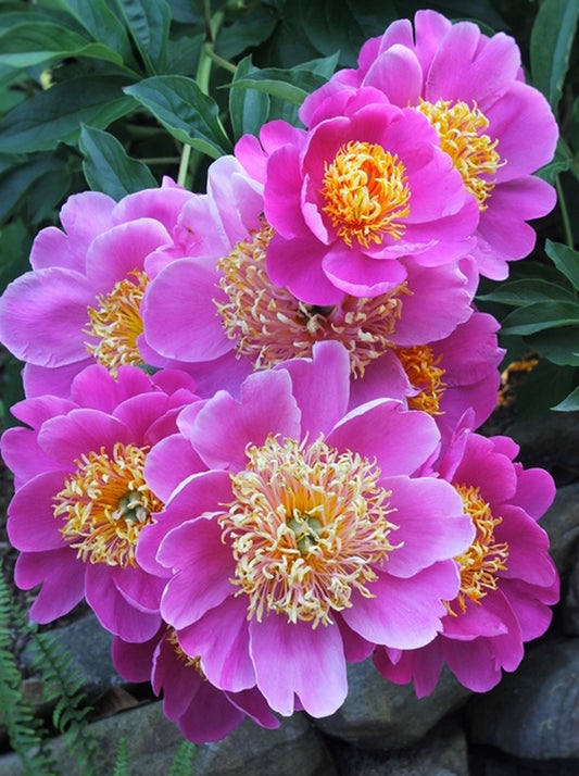 Image of Paeonia 'Le Charme'|Juniper Level Botanic Gdn, NC|JLBG