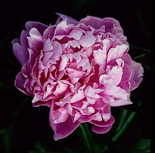 Image of Paeonia 'Monsieur Jules Elie'|Juniper Level Botanic Gdn, NC|JLBG