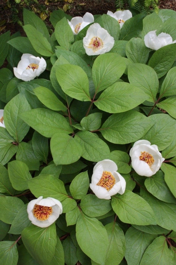 Image of Paeonia obovata ssp. obovata var. willmottiae|Juniper Level Botanic Gdn, NC|JLBG