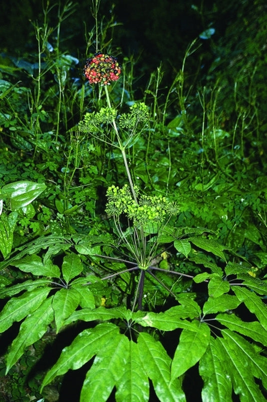 Image of Panax japonicus|Crug Farms, UK|