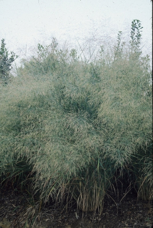 Image of Panicum virgatum 'Cloud Nine'|Juniper Level Botanic Gdn, NC|JLBG