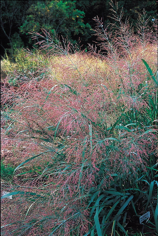 Image of Panicum virgatum 'Dallas Blues' |North Creek Nurseries, PA|