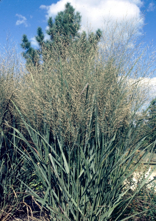 Image of Panicum virgatum 'Northwind'taken at Juniper Level Botanic Gdn, NC by JLBG