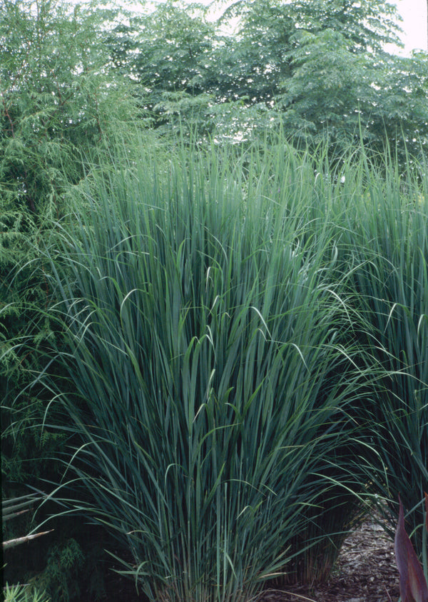 Image of Panicum virgatum 'Northwind'taken at Juniper Level Botanic Gdn, NC by JLBG