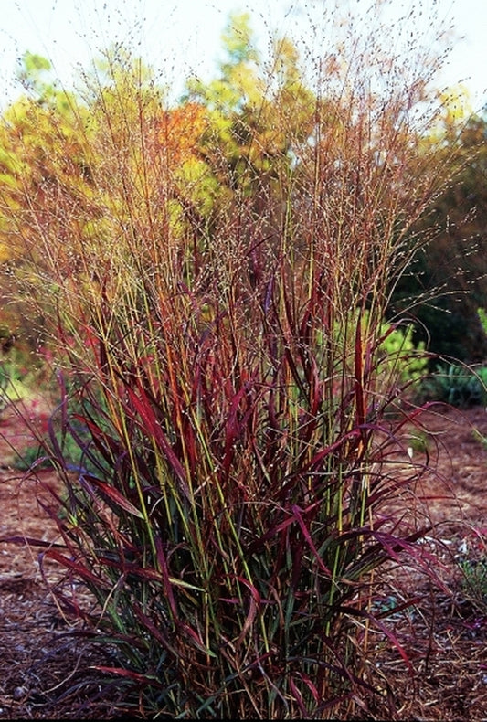 Image of Panicum virgatum 'Shenandoah'|Juniper Level Botanic Gdn, NC|JLBG