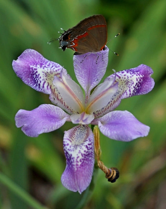 Image of Pardanthopsis dichotoma||