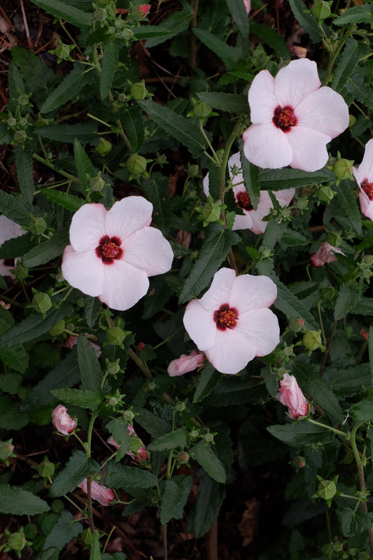 Image of Pavonia brasiliensistaken at Juniper Level Botanic Gdn, NC by JLBG