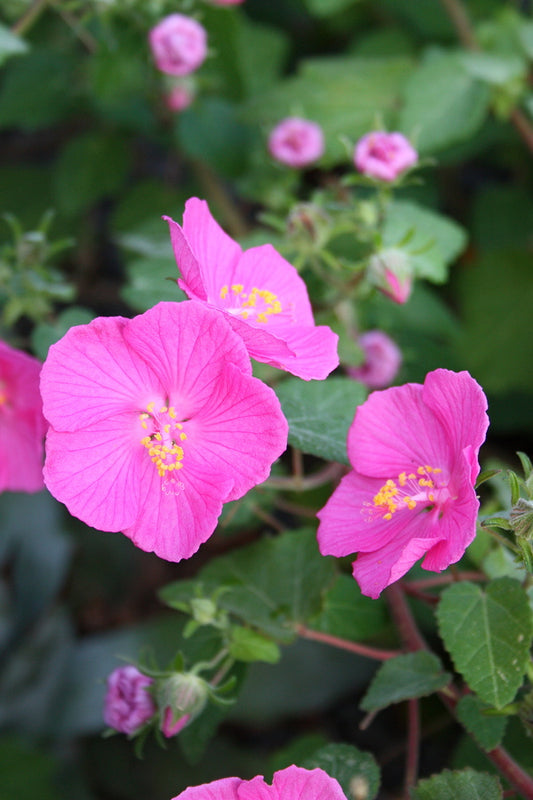 Image of Pavonia lasiopetala|Juniper Level Botanic Gdn, NC|JLBG