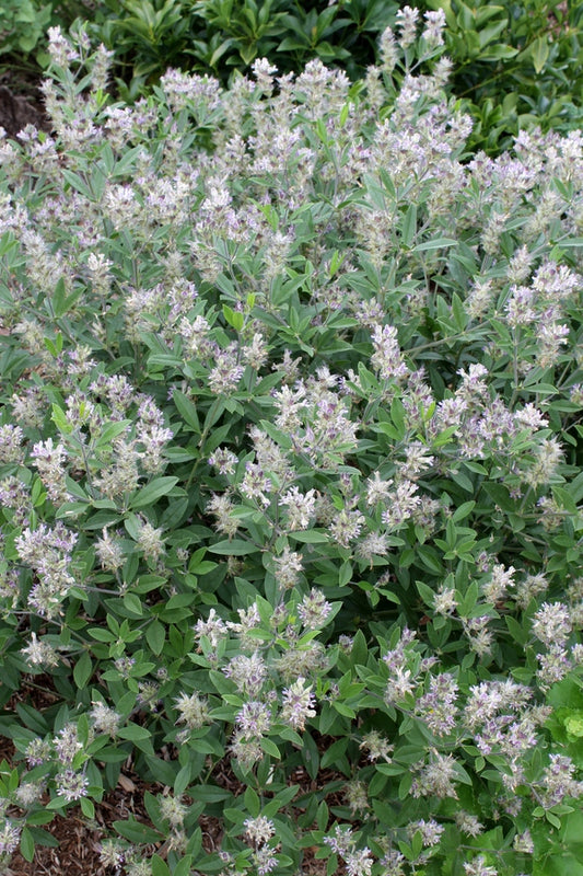 Image of Pediomelum piedmontanum 'Columbia'|Juniper Level Botanic Gdn, NC|JLBG