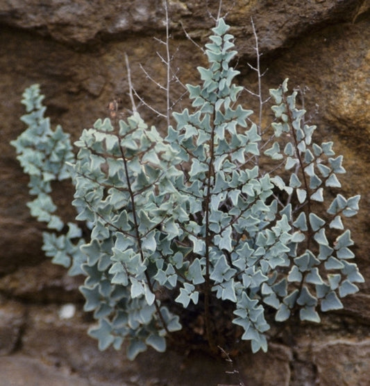 Image of Pellaea calomelanos coll. #A1SA-016|Cathcart, South Africa|