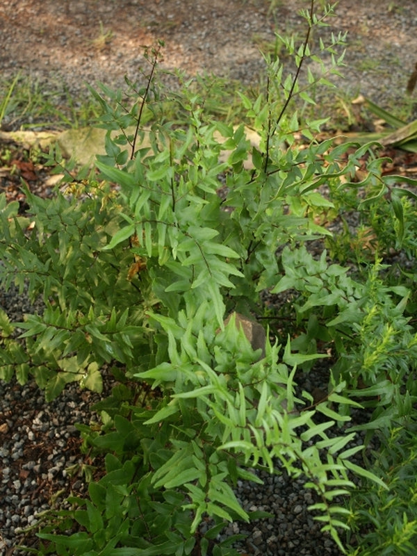 Image of Pellaea viridis|Juniper Level Botanic Gdn, NC|JLBG