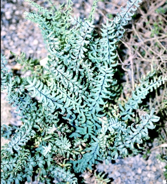 Image of Pellaea wrightiana coll. #A2T-077|Juniper Level Botanic Gdn, NC|JLBG