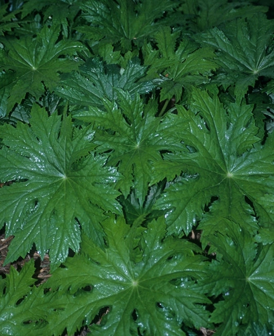 Image of Peltoboykinia watanabeitaken at Juniper Level Botanic Gdn, NC by JLBG